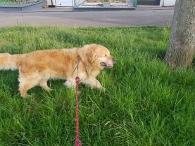 Service : chien Service : chien