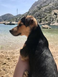 Service : chien Service : chien