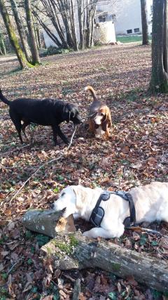 Service : garde animaux Service : garde animaux