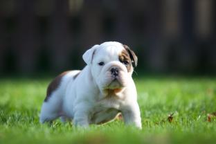Demander ce petsitter