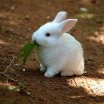 Demander une garde