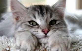 Demander ce catsitter