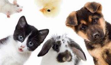 Service garde animaux entre particuliers