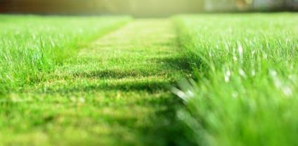 Service : tonte de pelouse Service : tonte de pelouse