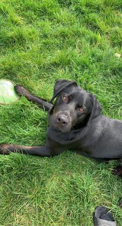 Service : garde animaux Service : garde animaux