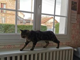 Service : garde animaux Service : garde animaux