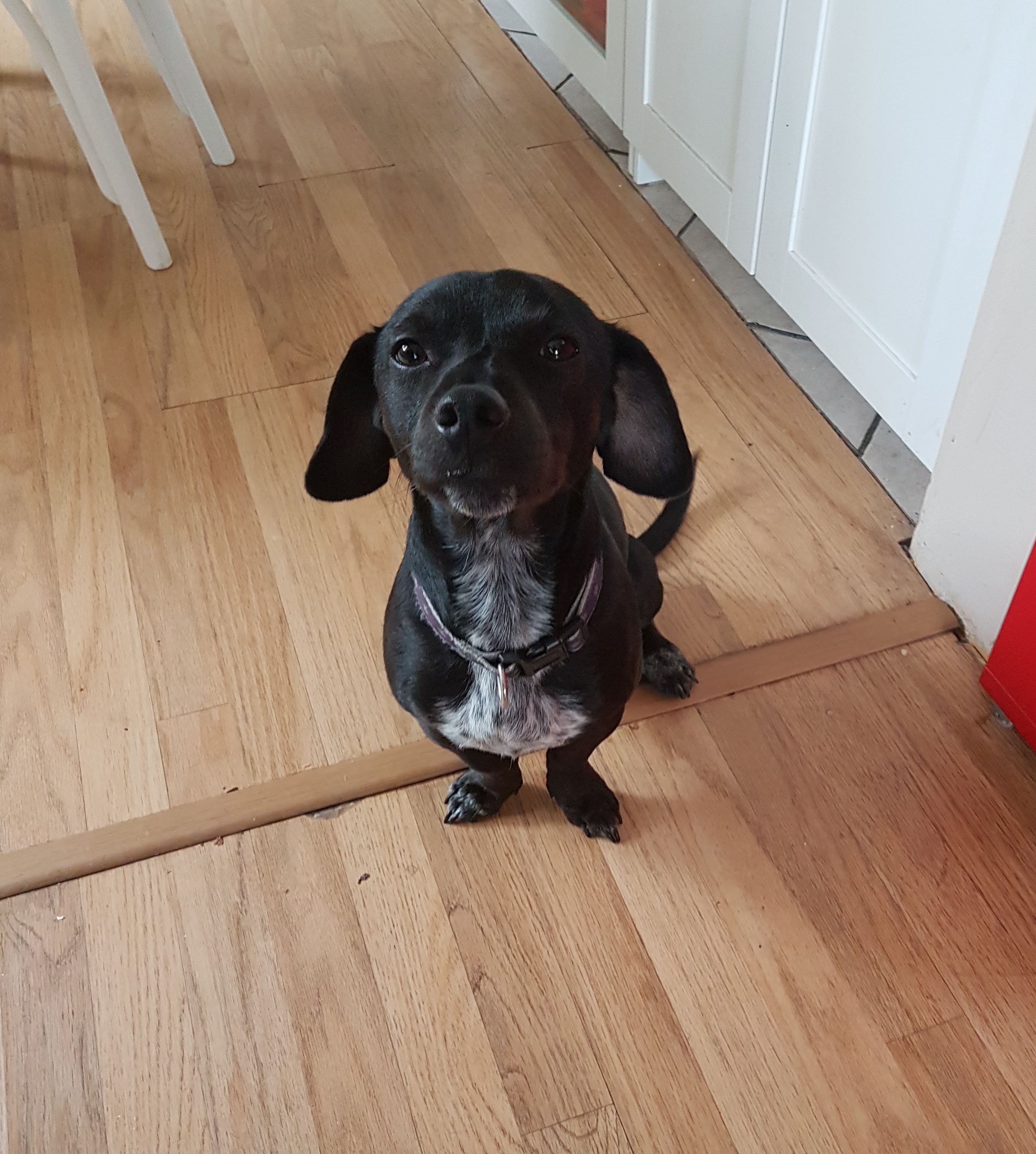 Service chien 57 entre particuliers