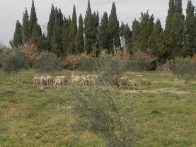 Louer le jardin