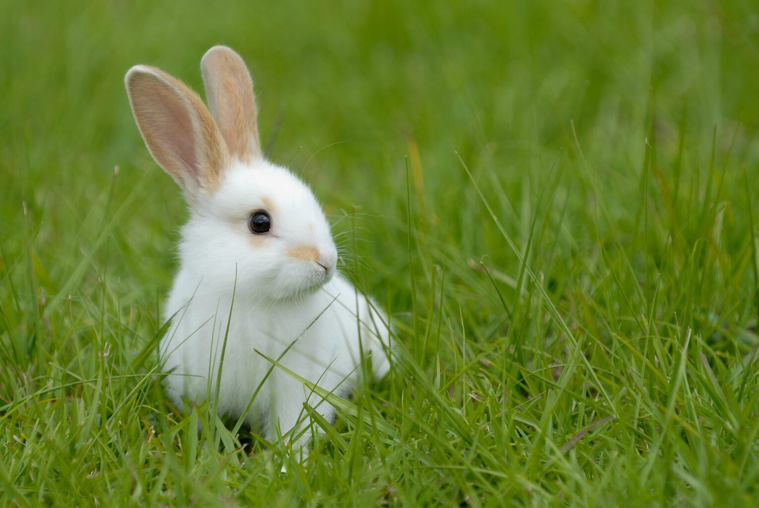 Service garde animaux 35 entre particuliers