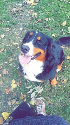 Service : garde animaux Service : garde animaux