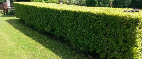 Service : taille de haies Service : taille de haies