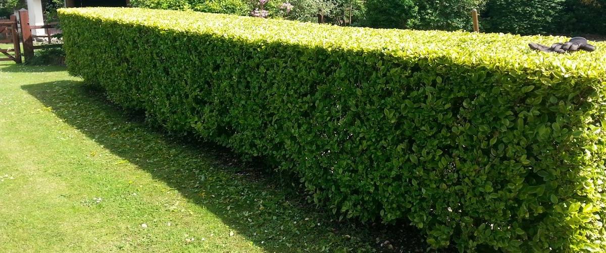 Service taille de haies 78 entre particuliers