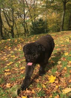 Service : chien Service : chien