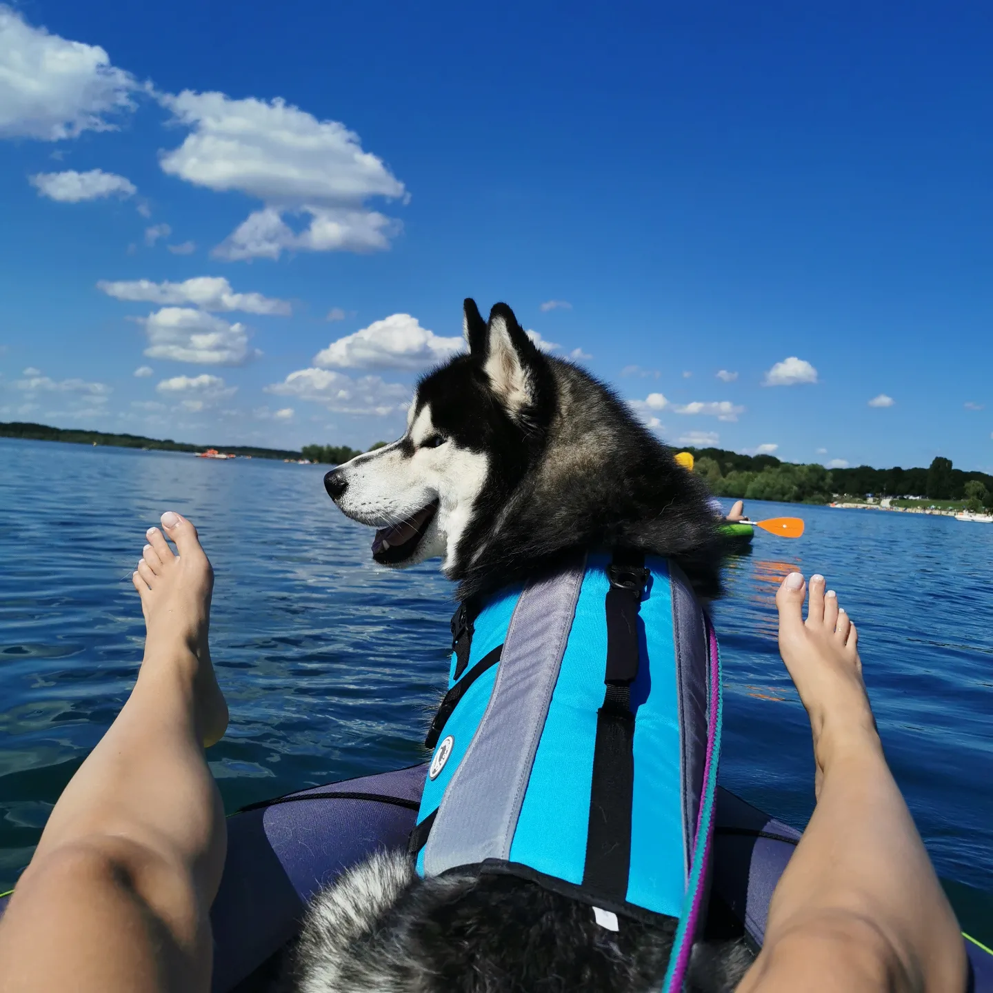 Service chien 10 entre particuliers