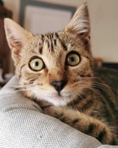 Demander ce catsitter