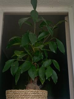 Service : arrosage Service : arrosage