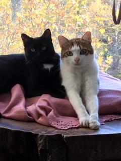 Service : garde animaux Service : garde animaux