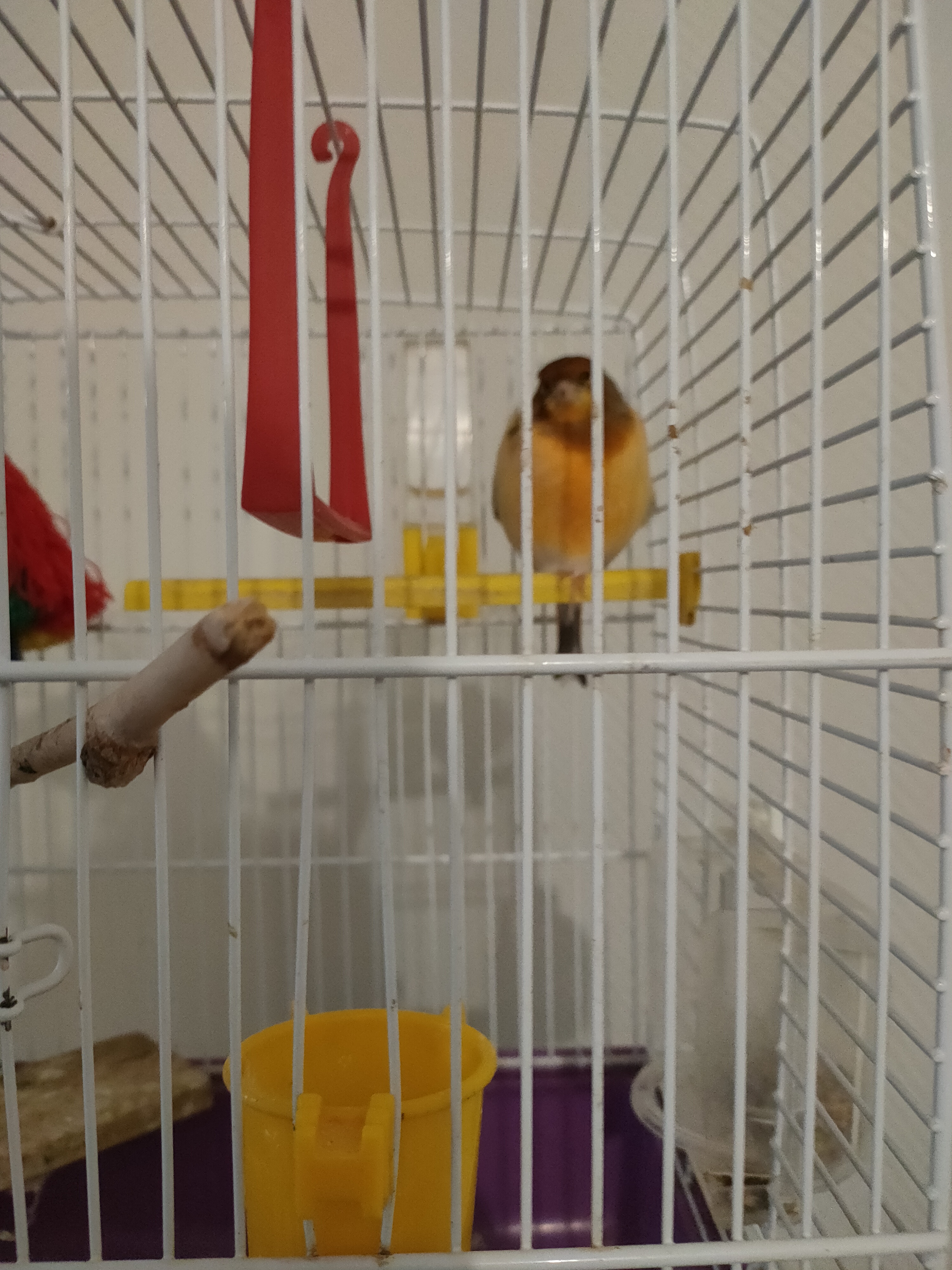 Service oiseaux 78 entre particuliers