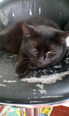 Service : garde animaux Service : garde animaux