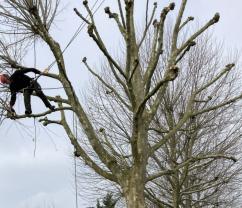 Service : elagage Service : elagage