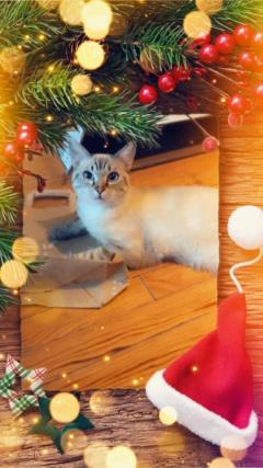 Service : chien Service : chien