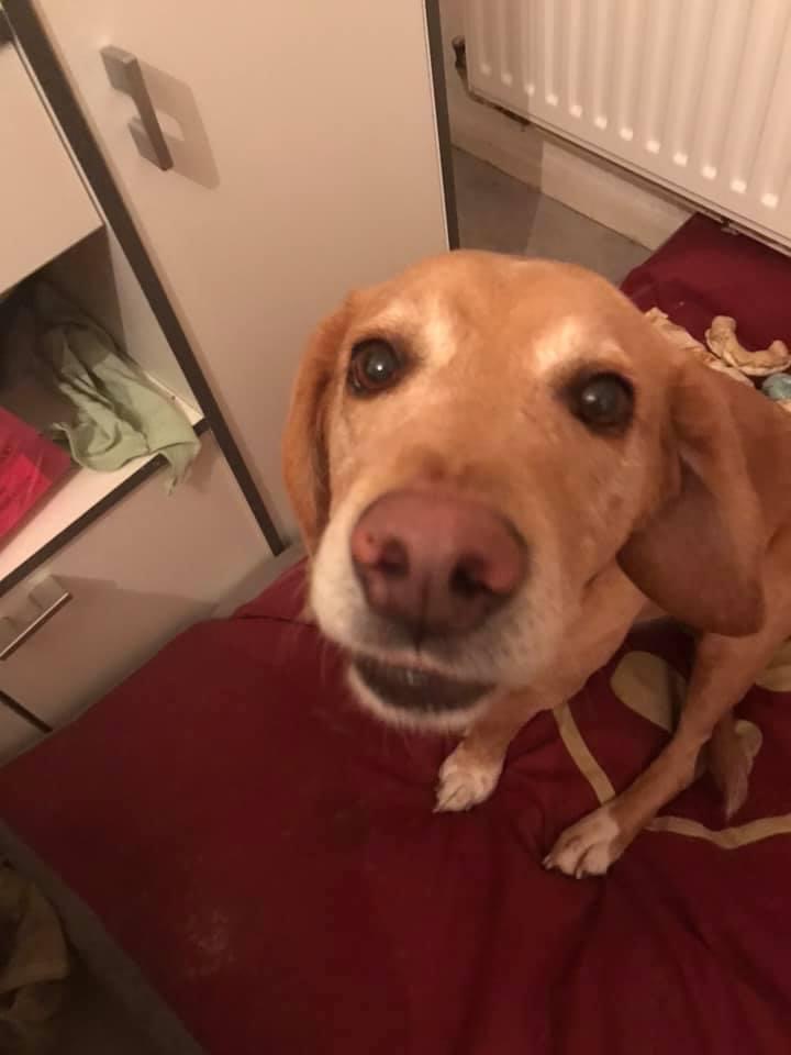 Service chien 57 entre particuliers
