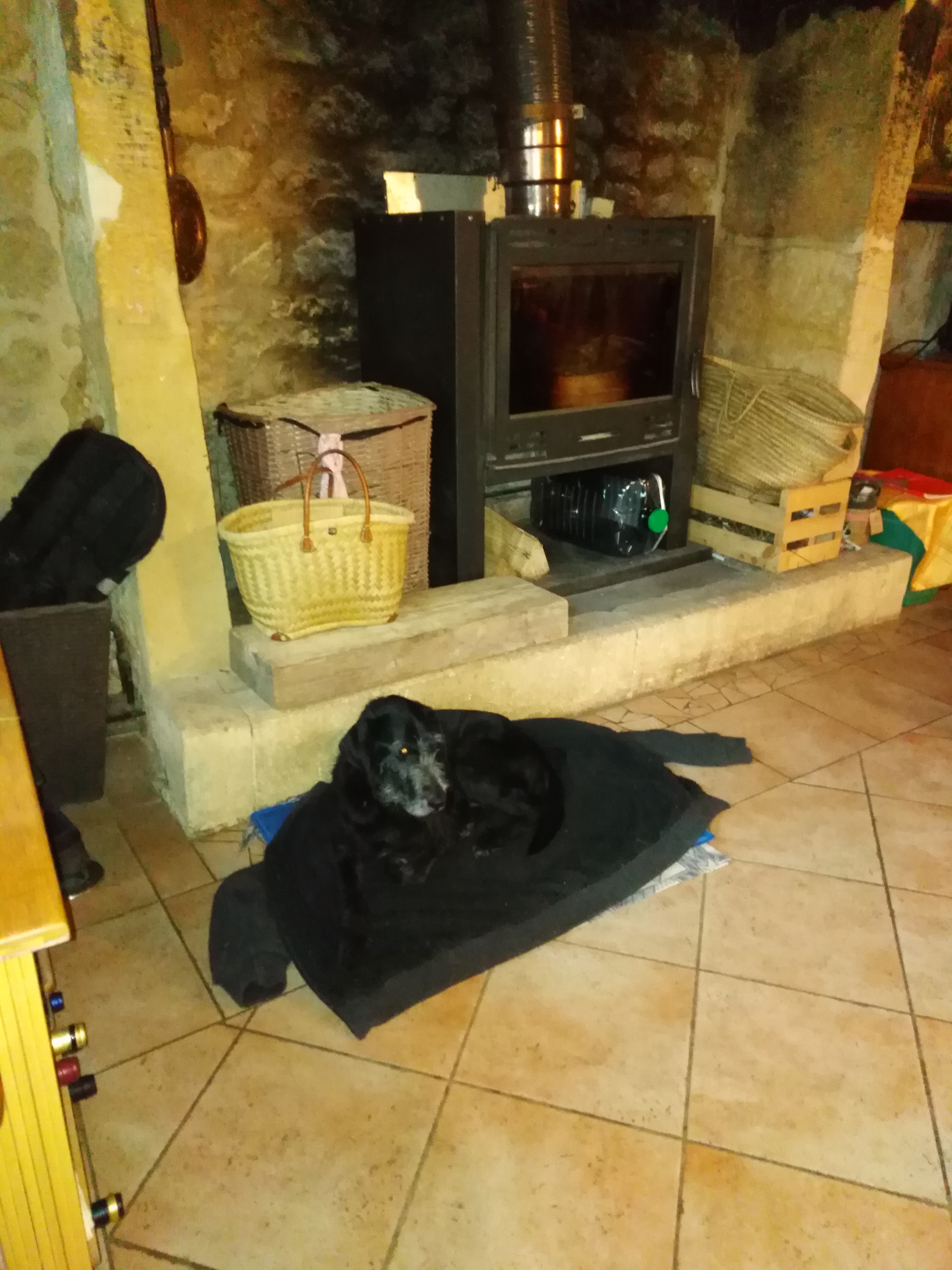 Service promeneur chien 24 entre particuliers