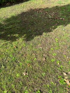 Service entretien jardin entre particuliers