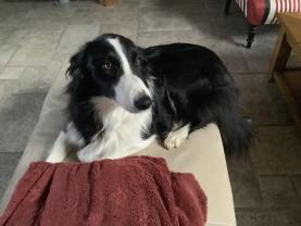 Service : chien Service : chien