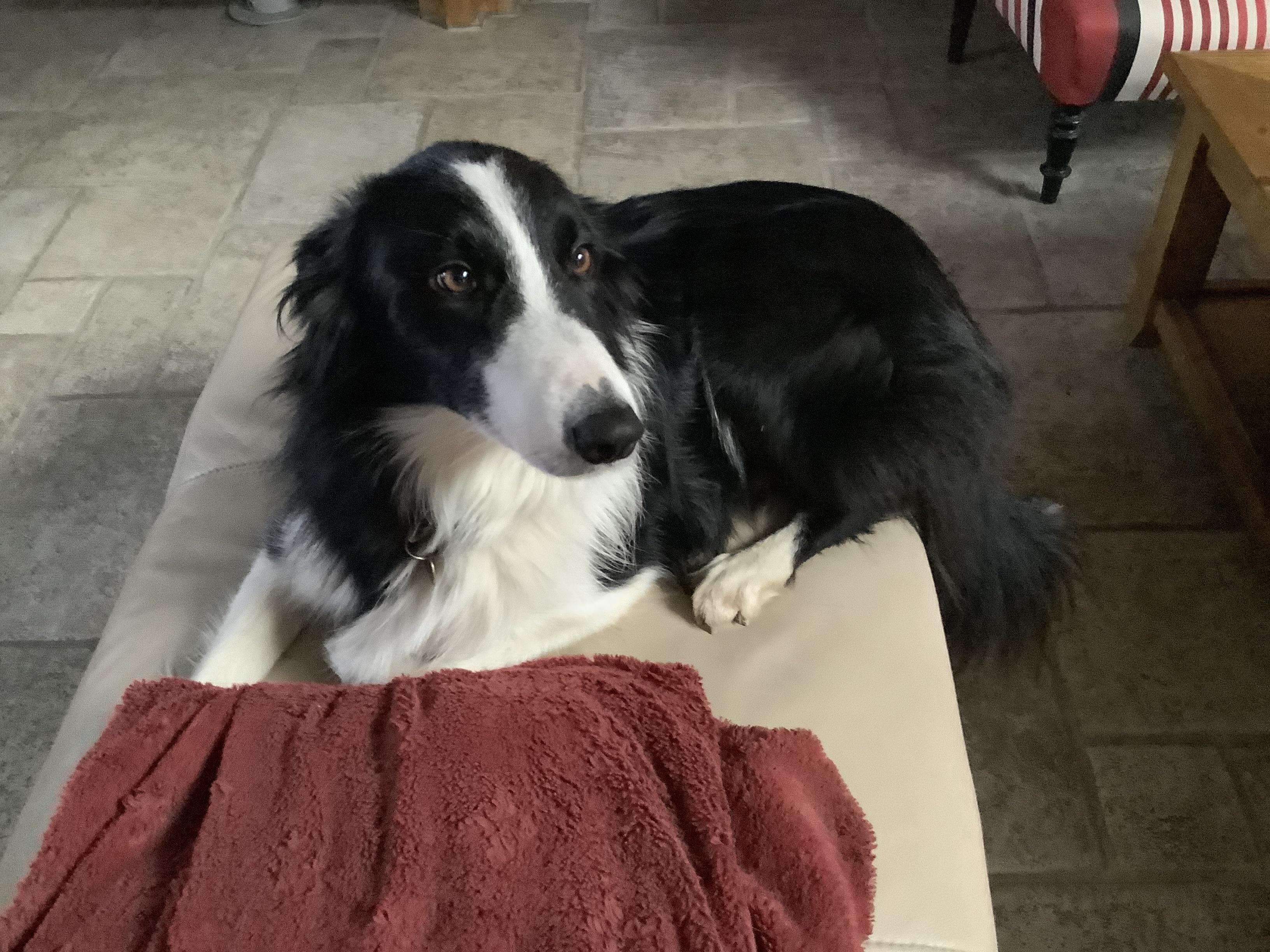 Service chien 18 entre particuliers