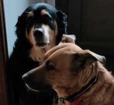 Service : chien