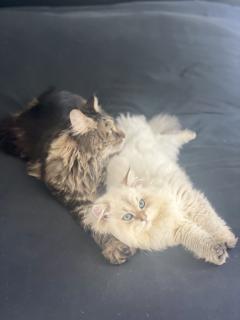 Demander ce catsitter