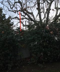 Service : elagage Service : elagage