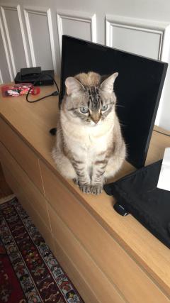 Demander ce catsitter