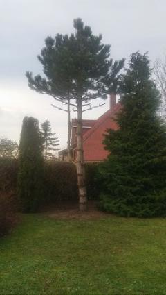 Service : elagage Service : elagage