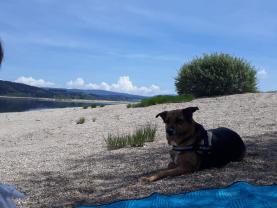 Demander ce petsitter