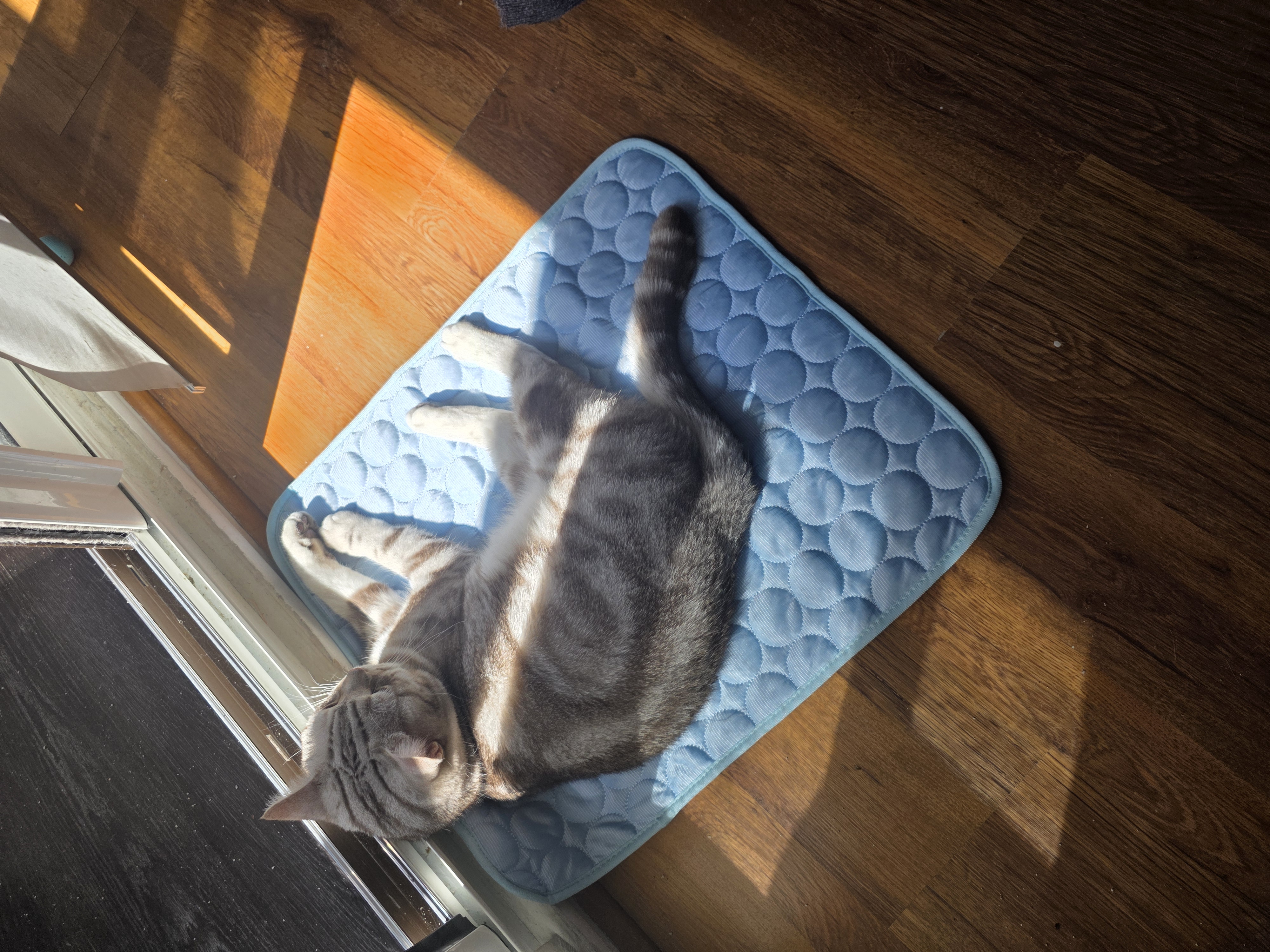 Service garde animaux 78 entre particuliers