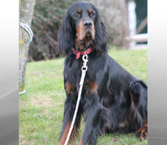 Service : chien Service : chien