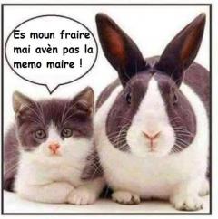 Demander ce catsitter