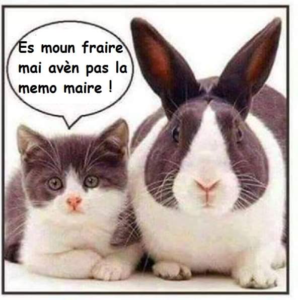 Service chat 19 entre particuliers