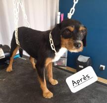 Service : chien Service : chien