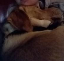 Service : chien Service : chien