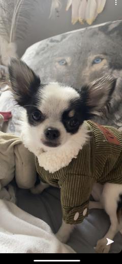 Service : garde animaux Service : garde animaux