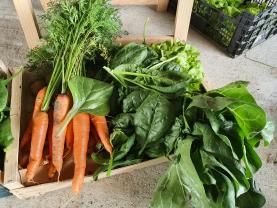 Location : jardin potager Location : jardin potager