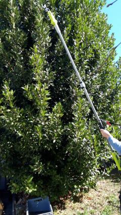 Location : coupe branches Location : coupe branches