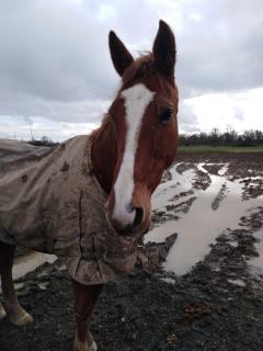 Service : chien Service : chien