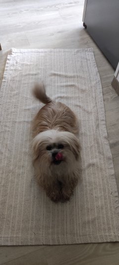 Service : garde animaux Service : garde animaux