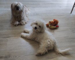 Service : garde animaux Service : garde animaux