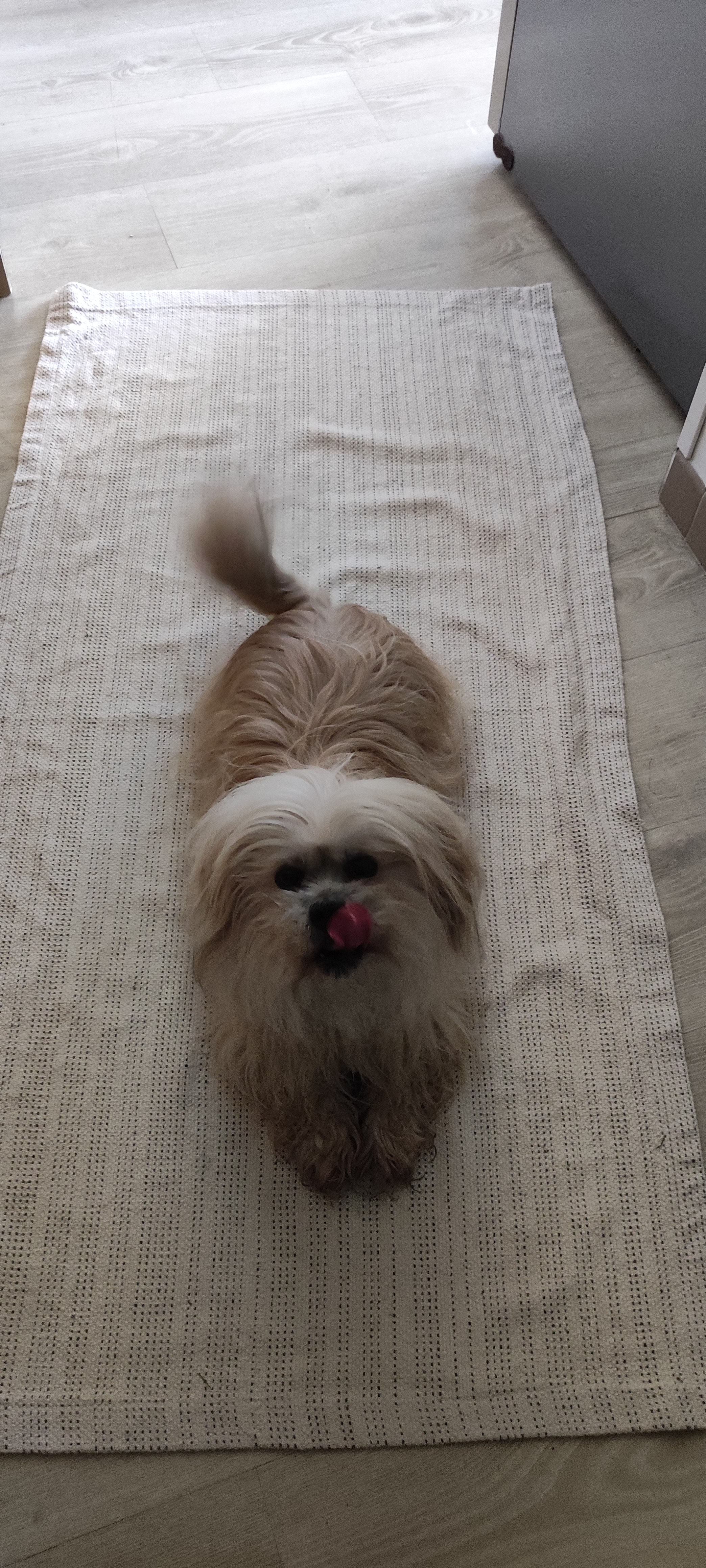 Service garde animaux 84 entre particuliers