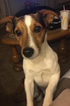 Service : chien Service : chien